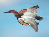 Canvasback Drake